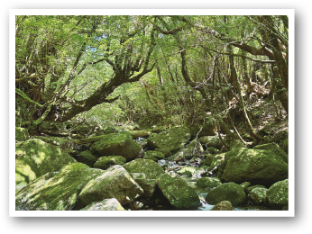 鹿児島県熊毛郡屋久島町　屋久島