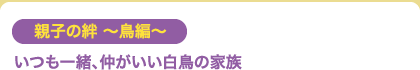 親子の絆 ～鳥編～ いつも一緒、仲がいい白鳥の家族